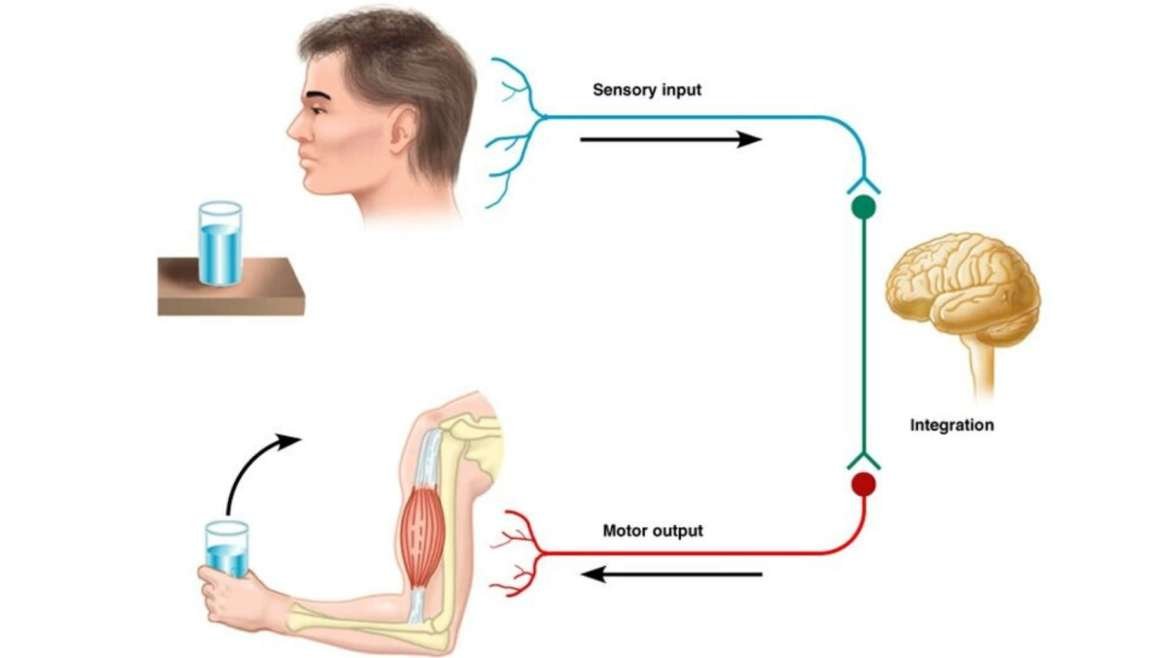 Controle motor e aprendizagem motora.