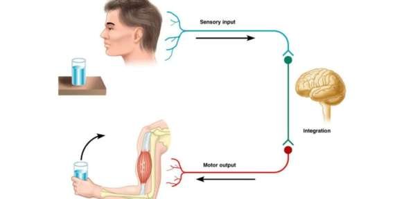 Controle motor e aprendizagem motora.